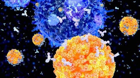 En esta ilustración se ven células plasma (células B, en naranja) produciendo anticuerpos (en blanco) para combatir un virus (en azul).