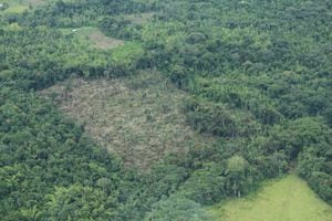 Departamentos como Caquetá, Guaviare y Meta siguen siendo los más afectados por la degradación de sus bosques. Foto: Archivo Semana