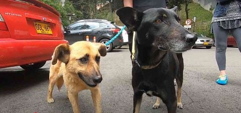 Perros adoptados en Bogotá