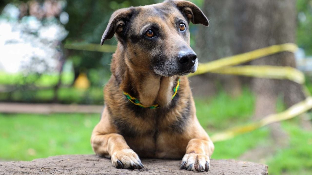 Jornada de adopción de mascotas en Bogotá