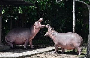 Un abogado de Animal Legal Defense Fund indicó que esta decisión ayudará a los hipopótamos para no morir.