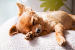El sueño en los perros es clave para que recuperen energía.