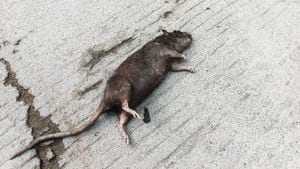 Una rata muerta en la entrada de la casa puede tener varios significados.