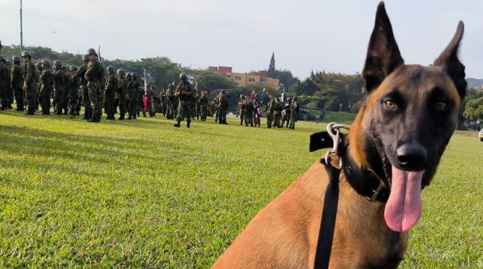 Urca, mascota de las Fuerzas Militares asesinada en Cauca.