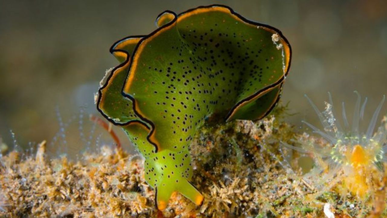 Las sacoglossa, como esta Elysia ornata, secuestran los cloroplastos de las algas para procesar energía de la luz solar.