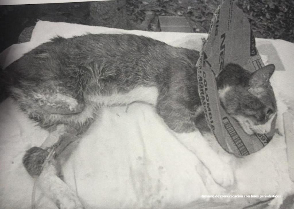 Hombre esterilizó y le amputó una pierna a un gato en plena vía pública; no era veterinario