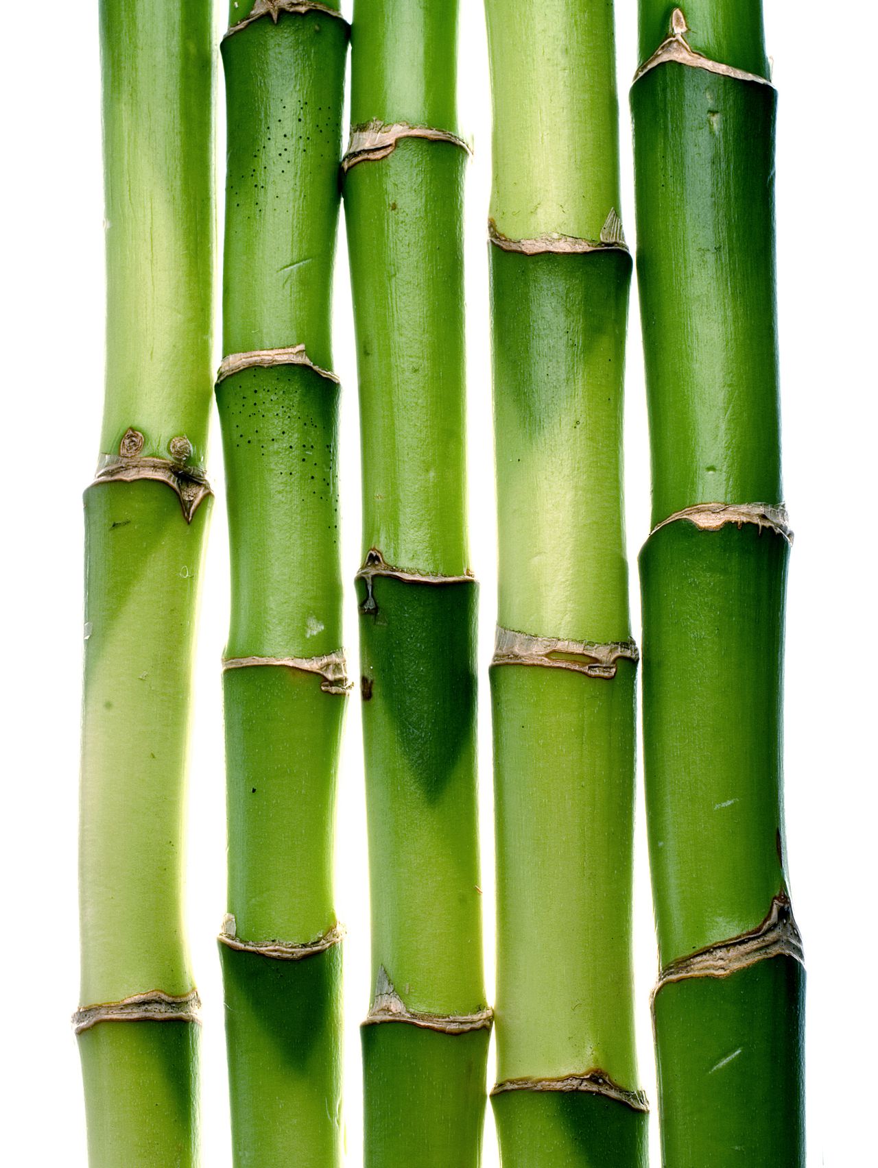 bamboo, stalks,