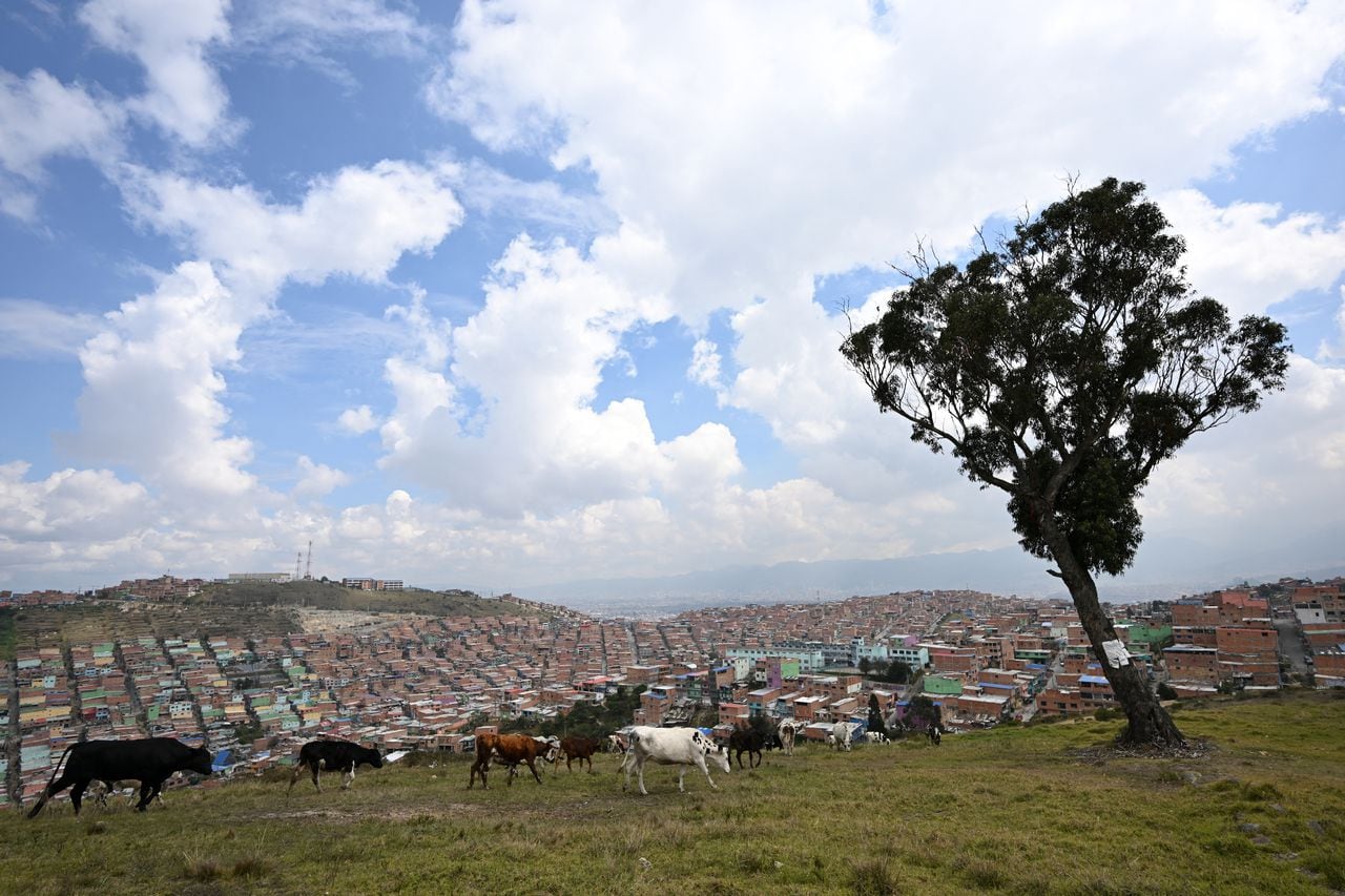 El Palo del Ahorcado será declarado patrimonio de Bogotá. (Photo by Raul ARBOLEDA / AFP)