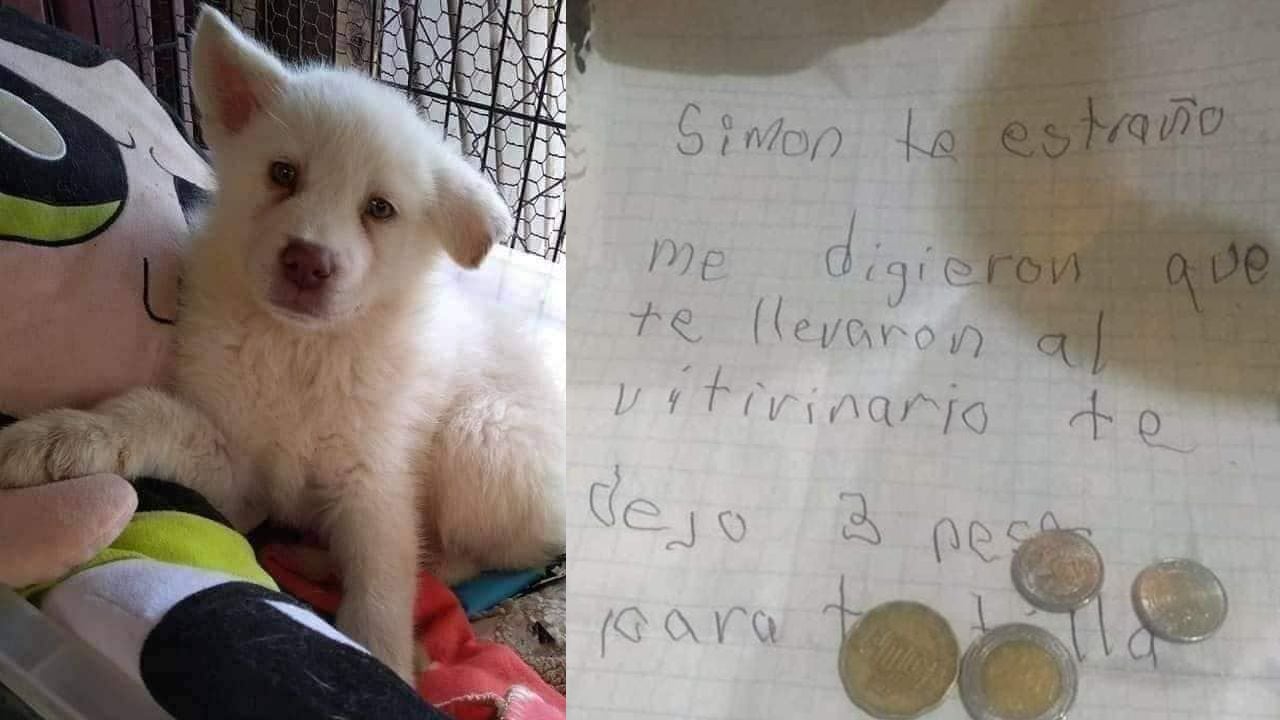 Simón, perro maltratado en México