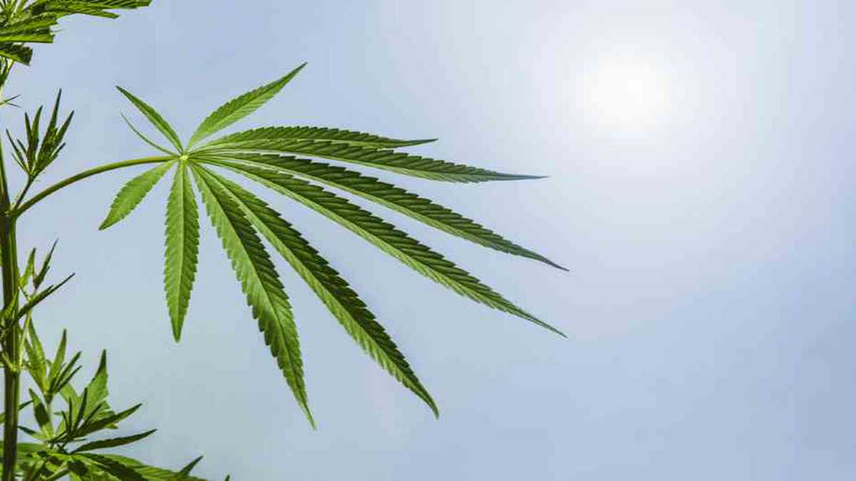 Portugal autorizó a Clever Leaves a trabajar cannabis medicinal | Noticias hoy