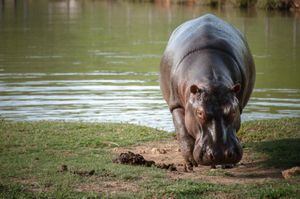 Gobierno declara a los Hipopótamos como especie invasora.