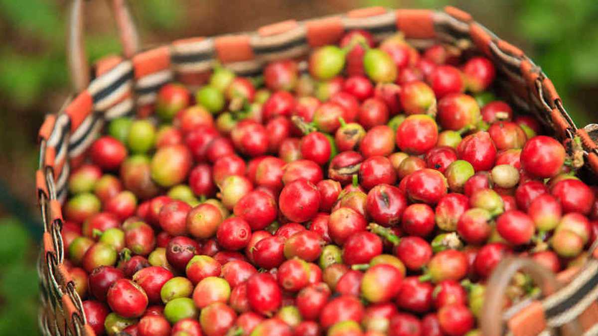 Granos de café colombiano han caído por fuertes lluvias, su producción está disminuyendo. 