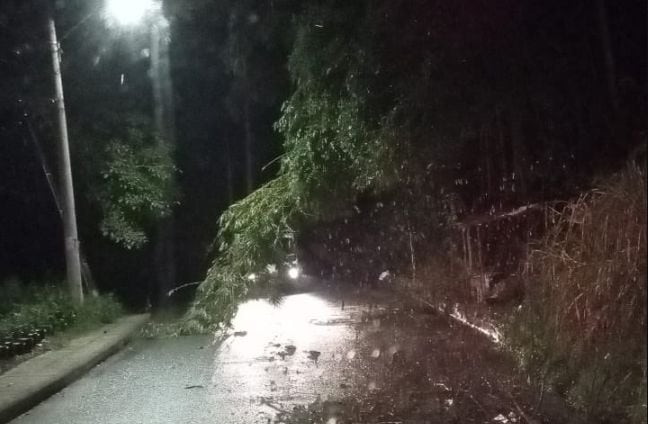 En la vía entre Bucaramanga y Matanza se presentó la caída de varios árboles.