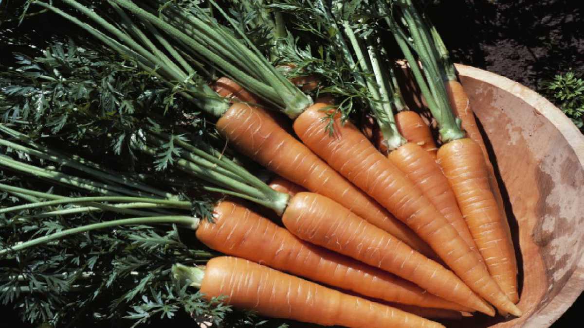 Zanahoria: así se puede consumir para bajar de peso. Foto Gettyimages.