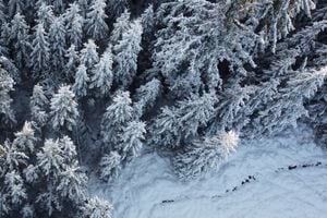 Los árboles cubiertos de nieve se ven en Signal de Botrange en la reserva natural de Les Hautes Fagnes (The High Fens), en Waimes, Bélgica, 17 de enero de 2023. 