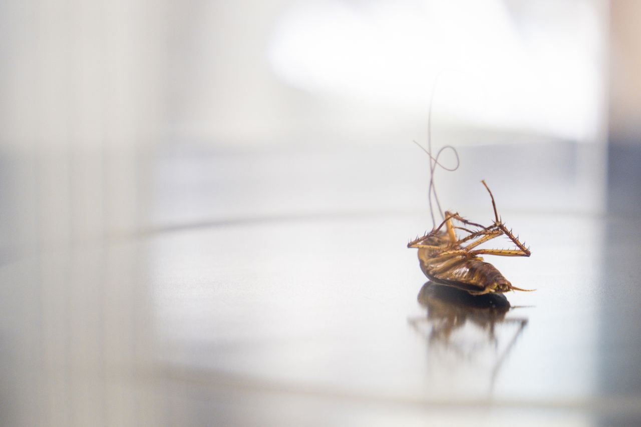 Lying dead cockroach on a shiny table