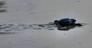 La tortuga encontrada hace parte de la especie Chelonoidis abingdonii. Foto: CHAIDEER MAHYUDDIN / AFP