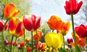 Significado del florecimiento de los tulipanes.
