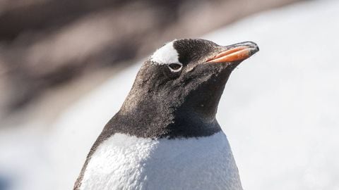 El pingüino llegó a las costas de nueva Zelanda, luego de un viaje de 3.000 kilómetros en busca de comida. Foto Gettyimages.