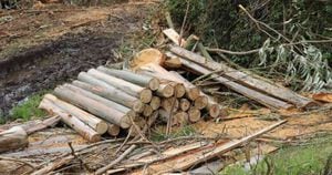Durante el operativo fueron incautados materiales para deforestar, avaluados en más de 170.000.000 millones de pesos. Foto: Dirección Nacional de Carabineros