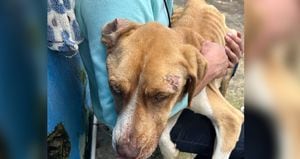 Kiara es una de las perritas que venía sufriendo de presunto maltrato animal y que fue rescatada.