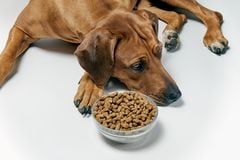 La falta de apetito en la mascota puede ser provocada por diferentes razones.