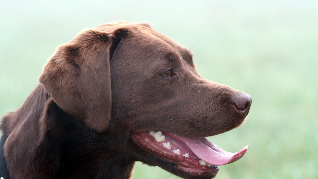 Así se puede eliminar el mal aliento de un perro