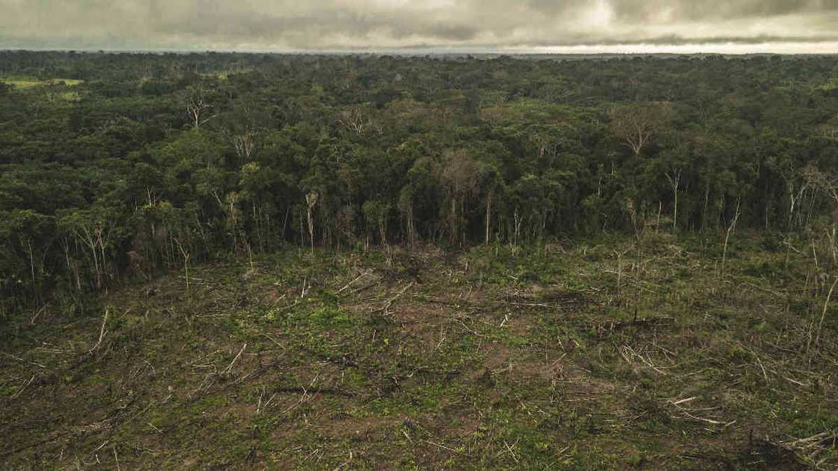 La deforestación ha venido en aumento en algunas zonas del país, pese a las restricciones de movilidad para evitar el contagio del coronavirus. Foto: FCDS.