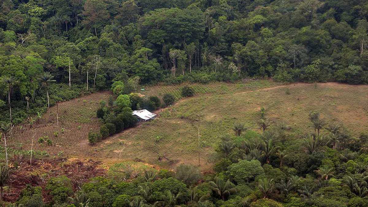 Más de 36.000 hectáreas de bosques desaparecieron en el departamento del Meta en 2017.  Foto: archivo/Semana. 