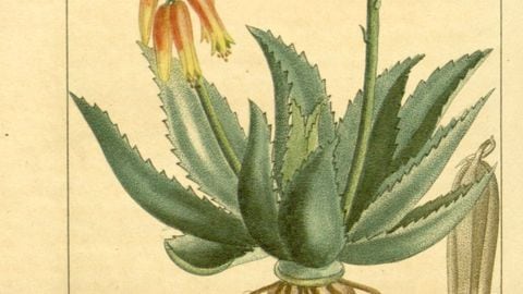 Flore médicale des Antilles, ou, Traité des plantes usuelles (Pl. 130)