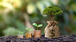 Plantar un árbol con mucho dinero y una bolsa de ahorros que crece del suelo al sol de la mañana, ideas de inversión empresarial y crecimiento financiero.