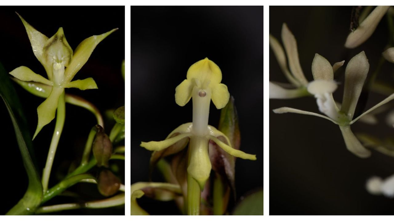 Orquídeas: tres nuevas especies fueron descubiertas para la ciencia en  Colombia