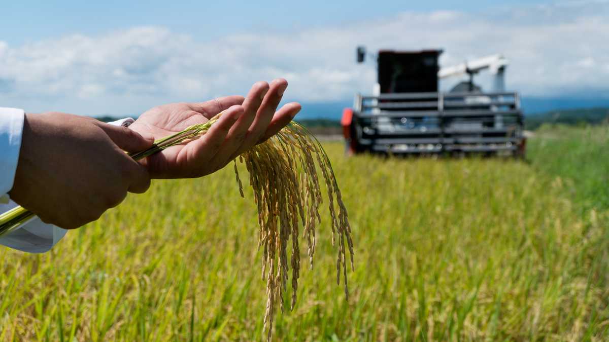 Espiga de arroz en la mano del agricultor durante la cosecha con la cosechadora en el fondo