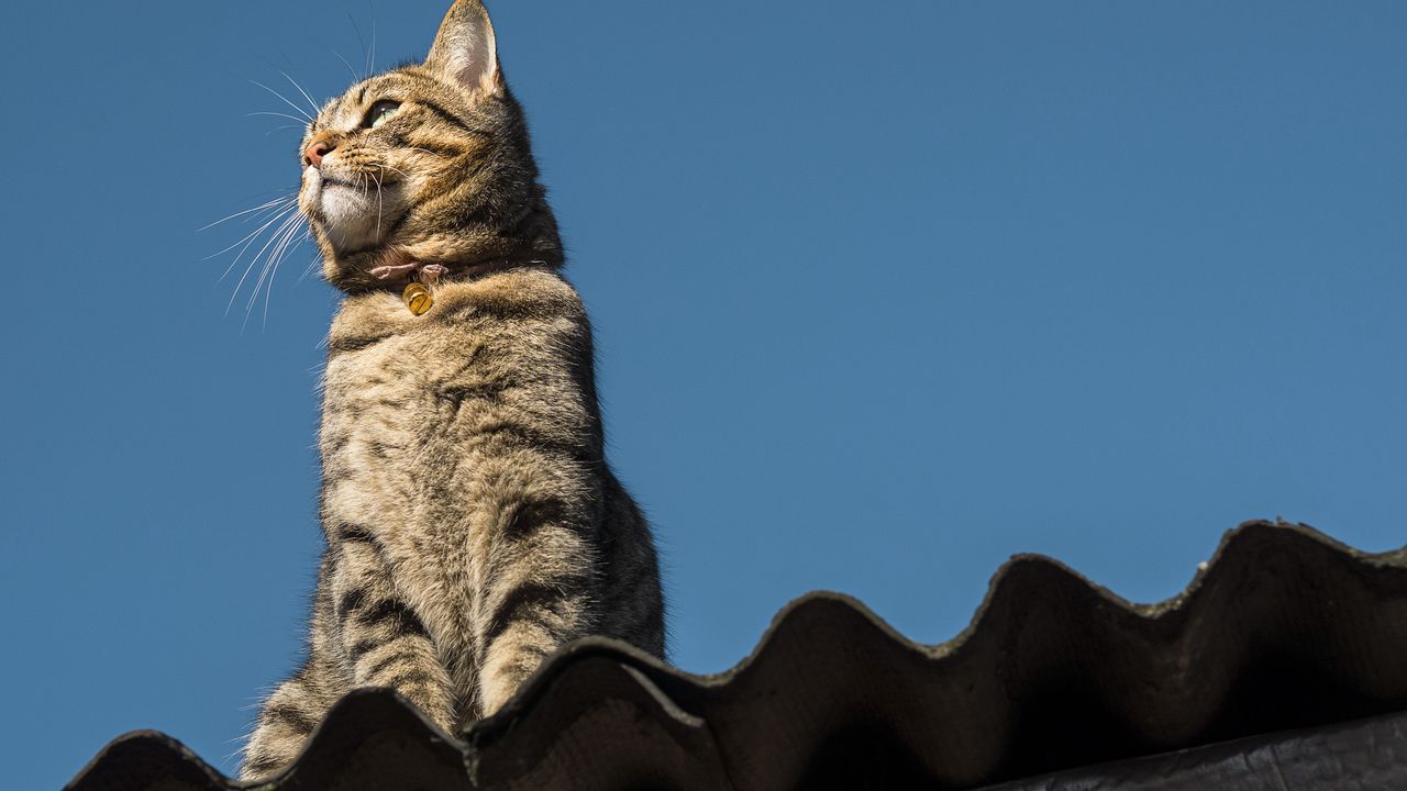 Los gatos pueden causar molestias en los tejados.
