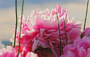El perfume de Paeonia captura la sutil aura de esta flor en una rica fragancia floral con un distintivo toque de frescura verde.