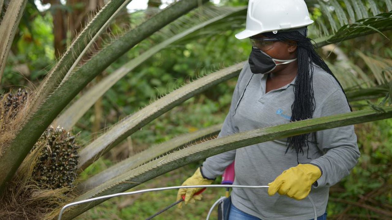 Producción y venta de aceite de palma tuvo un repunte en junio, según Fedepalma