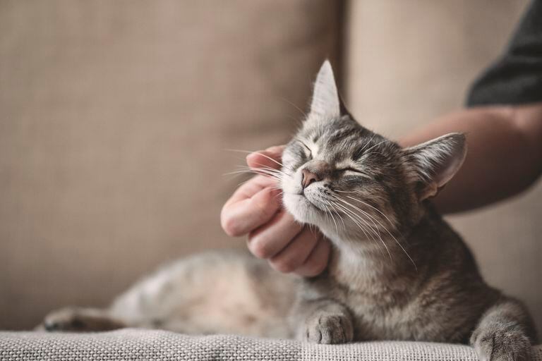 Gato rayado gris con mano de mujer sobre un fondo marrón. Día mundial de las mascotas. Gato consentido.