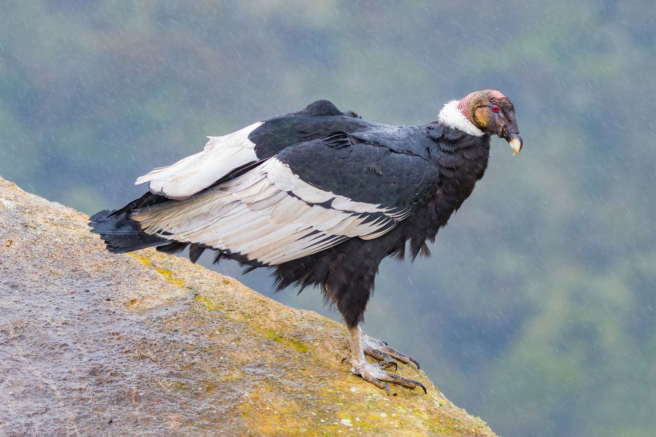 vultur gryphus Cóndor andino o cóndor de los andes