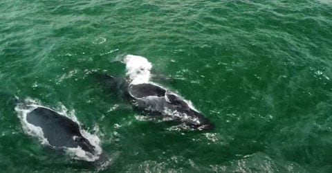 Espectáculo marino en el Pacífico colombiano