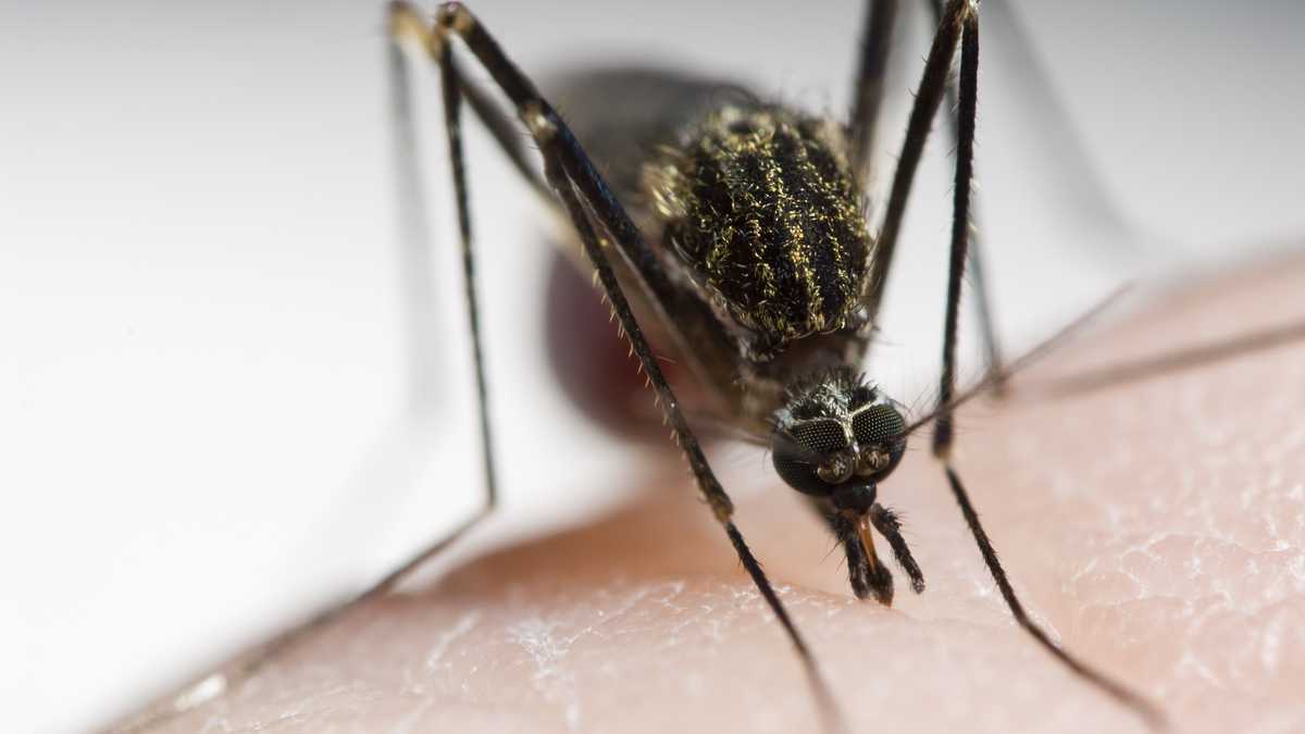 An Aedes japonicus mosquito has pierced human skin and is sucking blood.