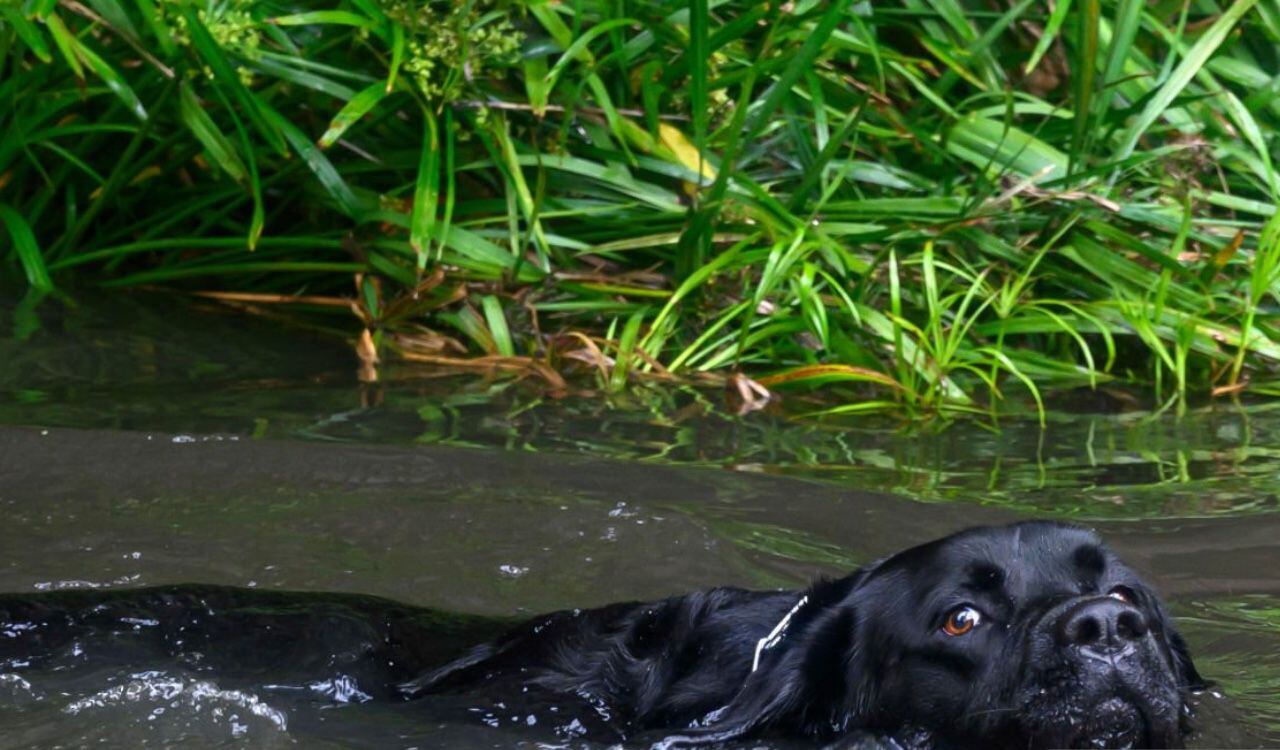 Hasta las mascotas han sufrido las inundaciones que ha dejado la bomb cyclone en el estado de California