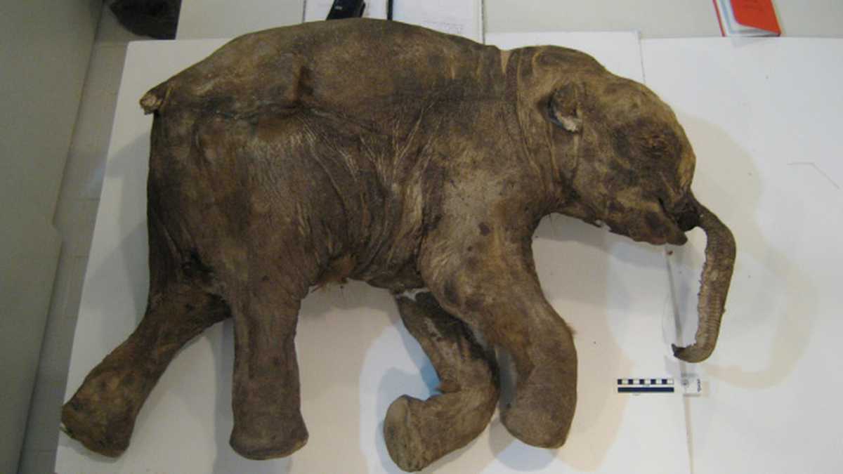  El mamut vivió hace 45 .000 años y fue hallado en Siberia. Su cuerpo quedó preservado de tal manera que  hasta sus pestañas hoy se pueden observar.