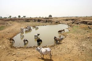 El ganado bebe agua en una cantera de piedra abandonada en un día caluroso en la aldea de Chipiya Abhaipur en el estado norteño de Uttar Pradesh, India. Foto REUTERS/Ritesh Shukla
