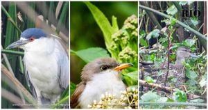 Los humedales Capellanía y Juan Amarillo o Tibabuyes, fueron los que más registros nuevos de aves tuvieron en los últimos cinco años. Fotos: Jorge Emmanuel Escobar / Fundación Humedales Bogotá