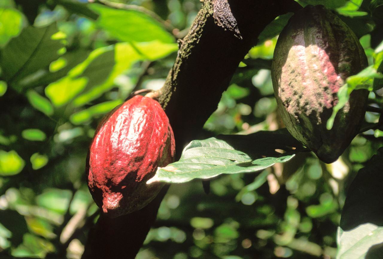 Cacao, el otro “oro negro” de Venezuela