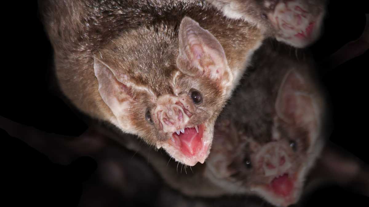 Los murciélagos vampiro (Desmodus rotundus) es un mamífero que se alimenta principalmente de sangre de vertebrados.