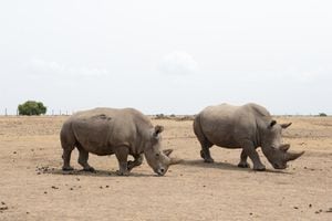 03 de marzo de 2018, Kenia, Nanyuki: una de las últimas hembras de rinoceronte blanco del norte (L) y la hembra de rinoceronte blanco del sur Tauwa de pie una al lado de la otra en la reserva de animales salvajes Ol Pejeta. Foto: Gioia Forster / dpa (Foto de Gioia Forster / picture alliance a través de Getty Images)