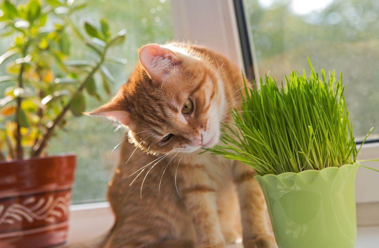 Gato comiendo plantas