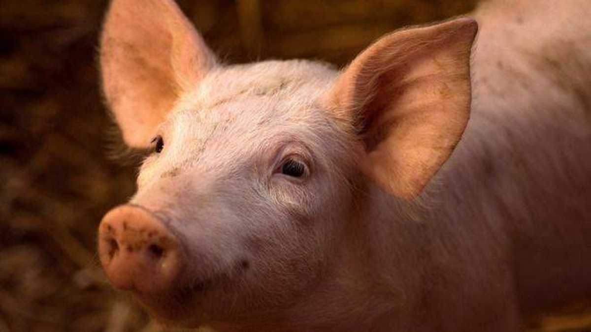 Los investigadores consiguieron reactivar limitadamente la actividad cerebral de cerdos muertos en un matadero. Foto: Getty Images