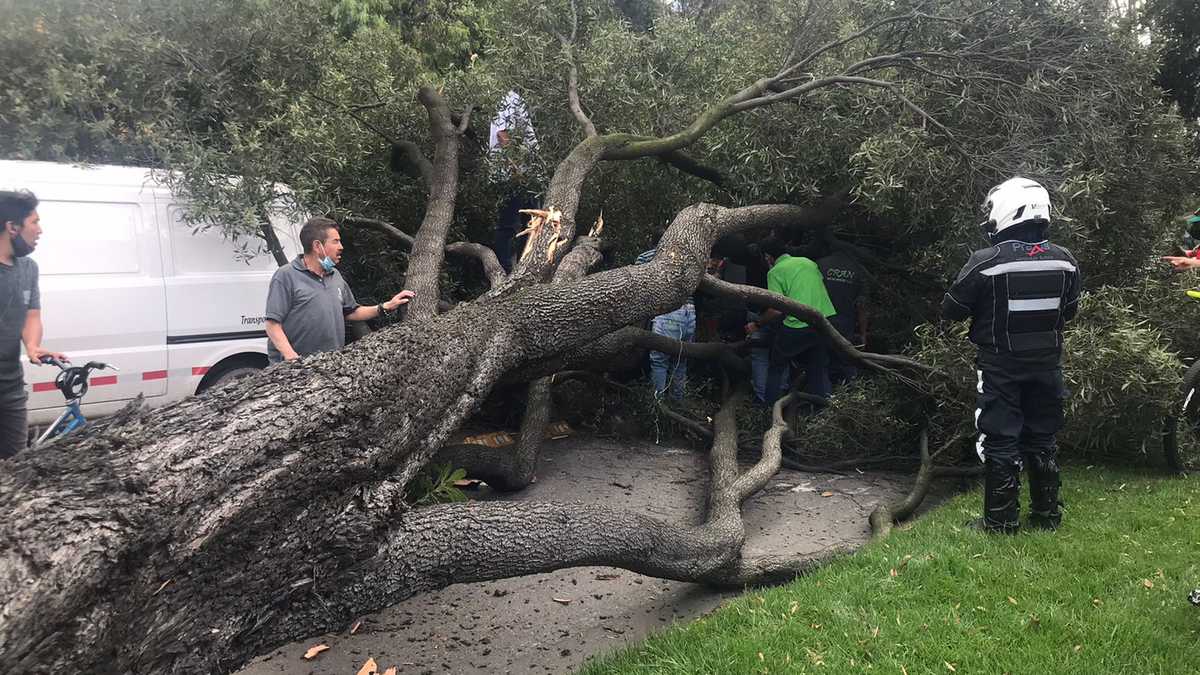 Reportan caída de árbol en en la localidad de Teusaquillo, en Bogotá